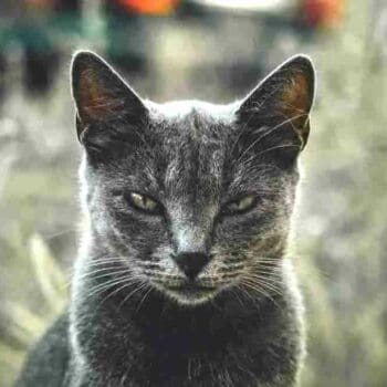 a portrait shot of a charcoal grey shorthair cat with green eyes sitting looking to camera