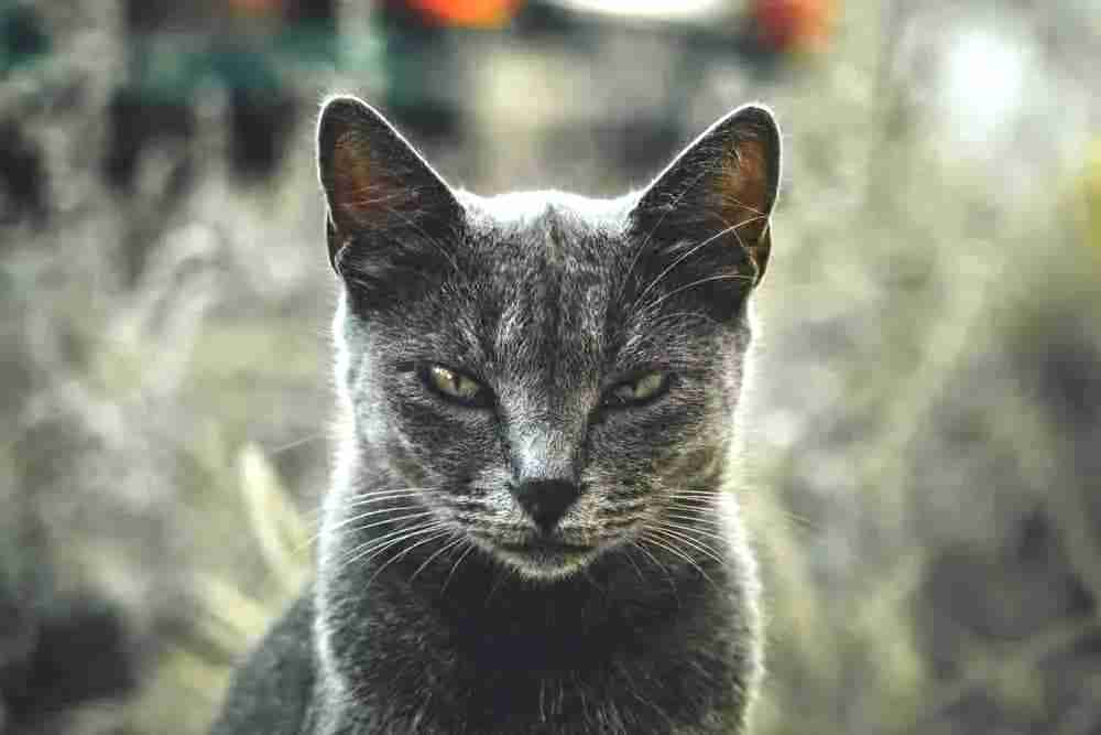 a portrait shot of a charcoal grey shorthair cat with green eyes sitting looking to camera