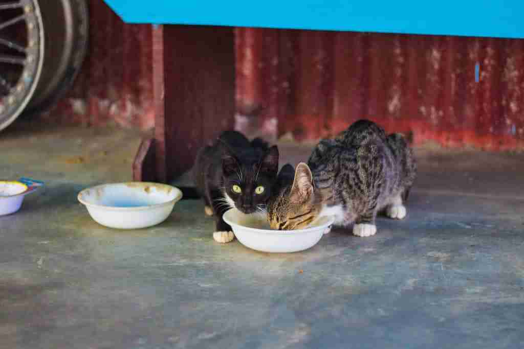 two stray kittens sitting under a bench eating from a bowl