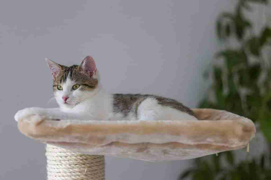 young cat lying on cat tree hammock