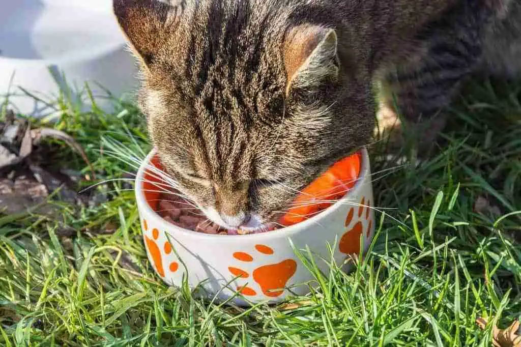 cat eating from cat bowl outdoors