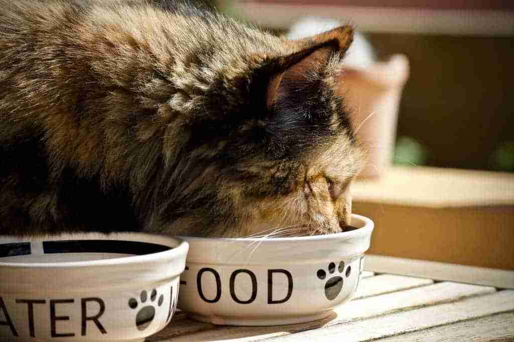 close up of a cat eating from a bowl