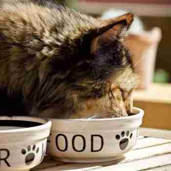 close up of a cat eating from a bowl