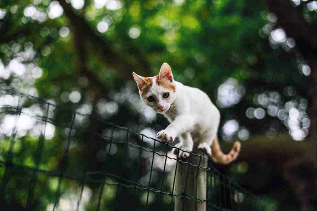 a kitten with white fur sitting on a fence post about to walk along a mesh fence