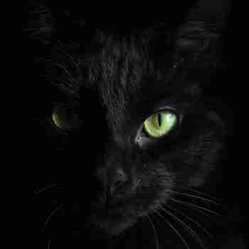 a portrait shot of a black cat face with green eyes on a dark background