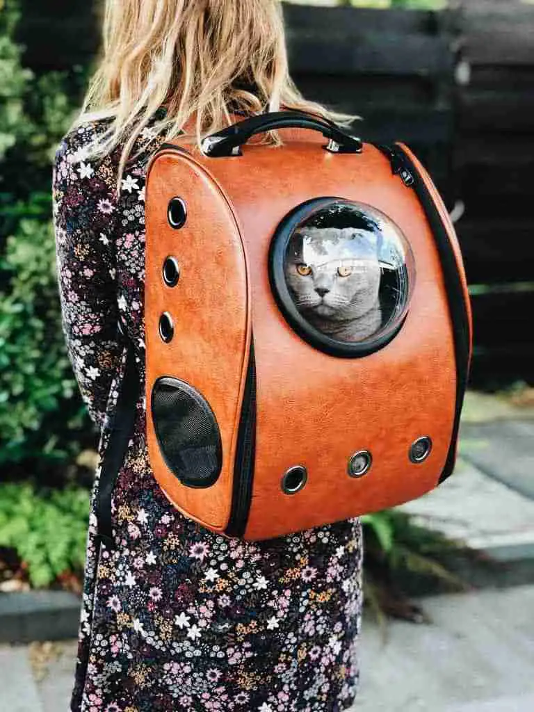 cat in a bubble backpack