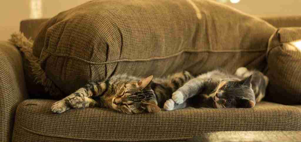 two cats sleeping on a sofa together