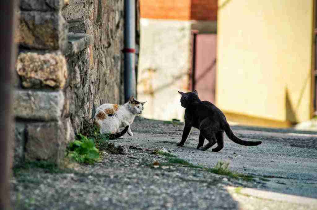 a black cat and calico stray fighting in the street