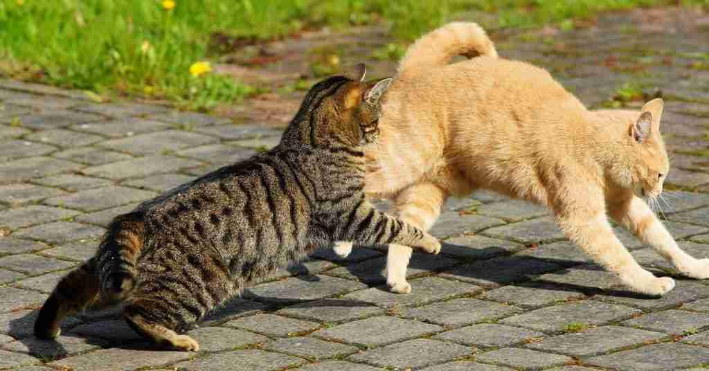 an orange and tabby cat fighting outdoors