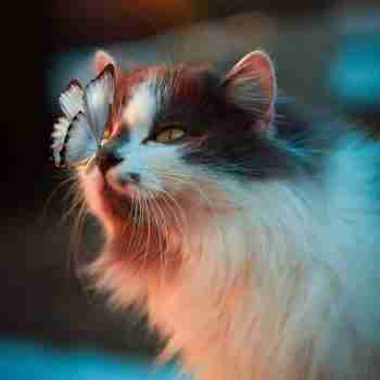 a long haired cat lookng at a butterfly which has landed on its nose