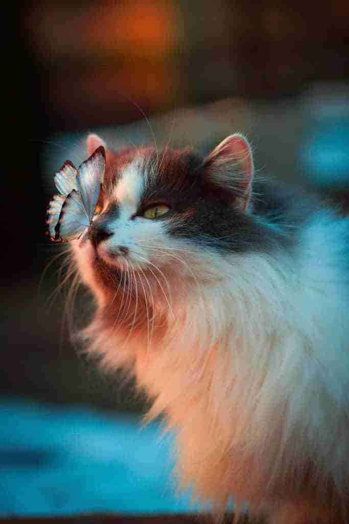 a long haired cat lookng at a butterfly which has landed on its nose