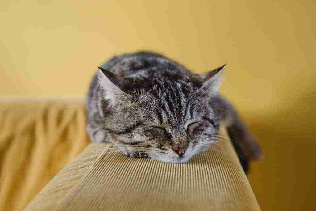 a tabby cat sleeping