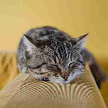 a tabby cat sleeping