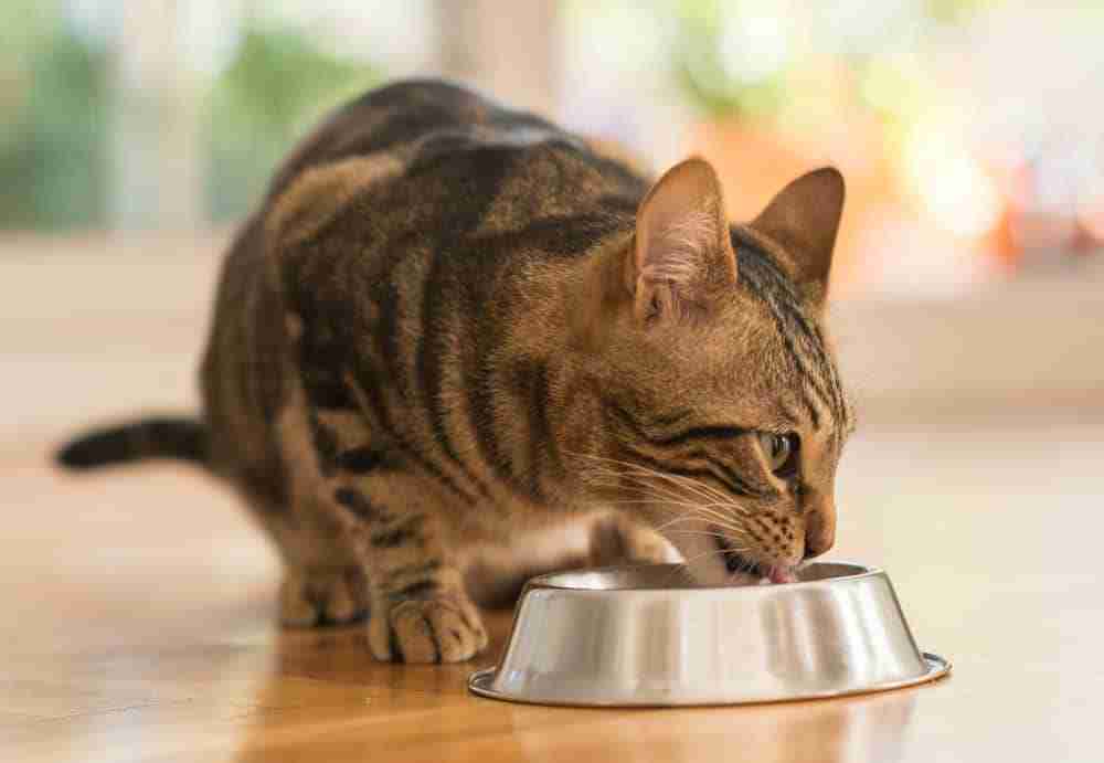 close up of a tabby cat eating from a stainless steel bowl