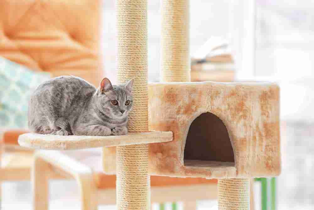 a grey cat sitting on a large cat tree