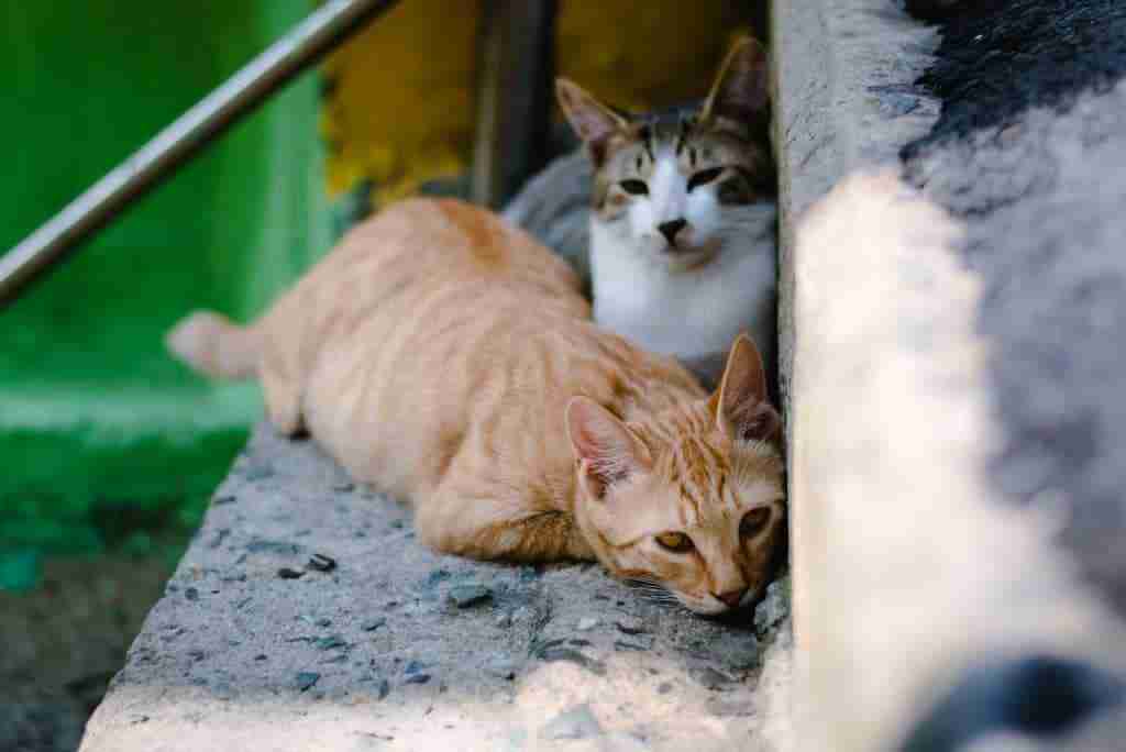 two stray cats hanging out together in the shade on a step