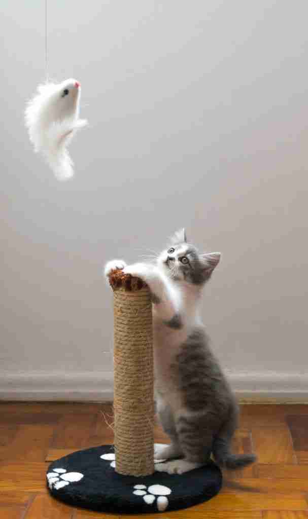 grey and white kitten playing