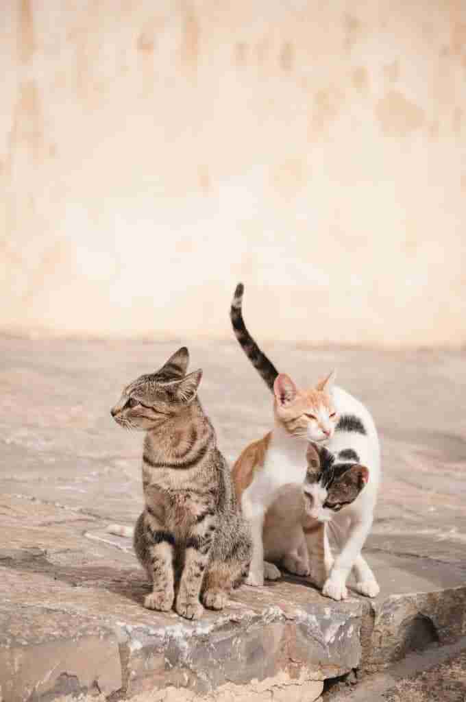 three stray cats hanging out together, domestic shorthair cats