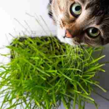 overhead shot of pot of cat grass with a cat looking up to camera