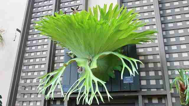 a large example of a staghorn fern mounted on a trellis wall