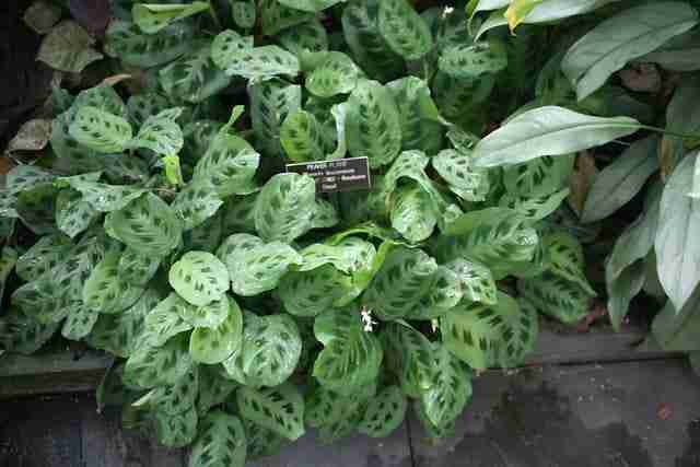 prayer plant in a border