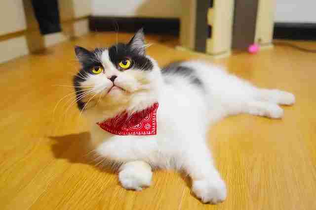 a long haired cat lying on the floor wearing a red bandana