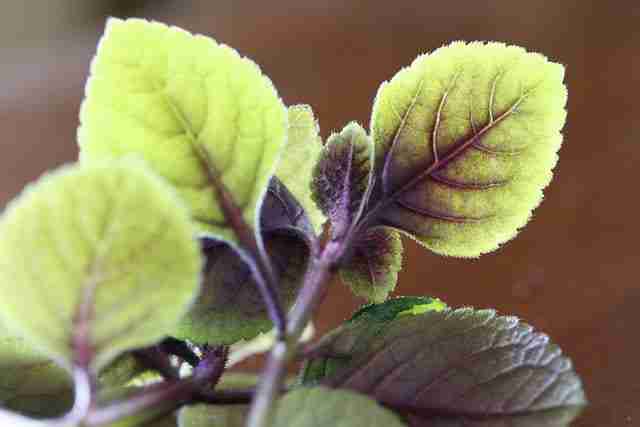 a close up of swedish ivy backlit