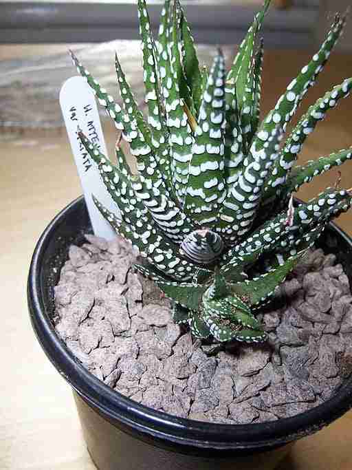 a potted haworthia zebra plant