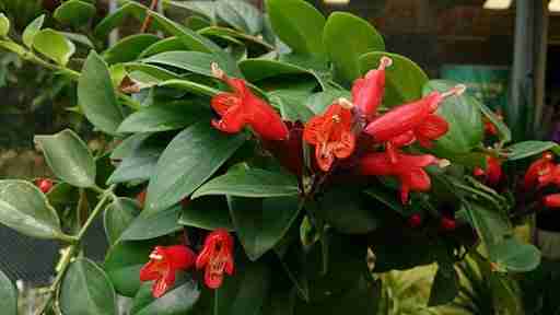 close up of a flowering red lipstick plant in a garden