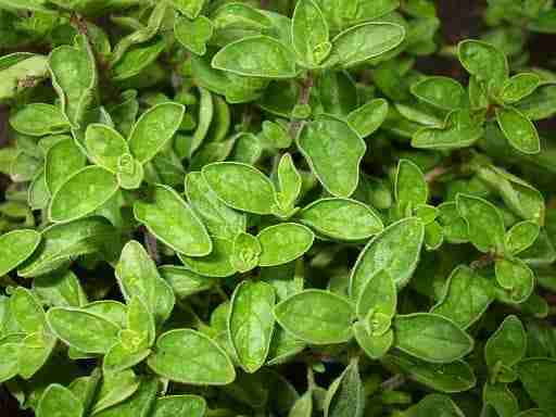 close up of an oregano plant. oregano oil for fleas on cats.