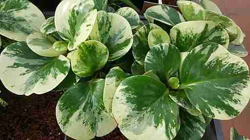 a close up of peperomia green