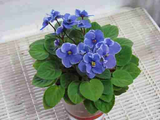 a purple potted african violet in bloom