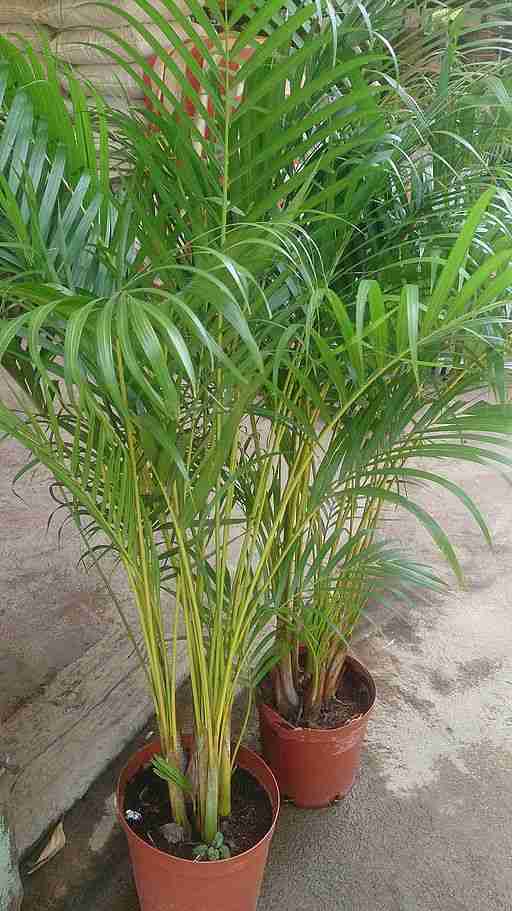 A pair of potted areca palms on a patio