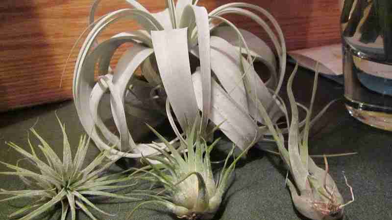 four examples of xerographica air plant