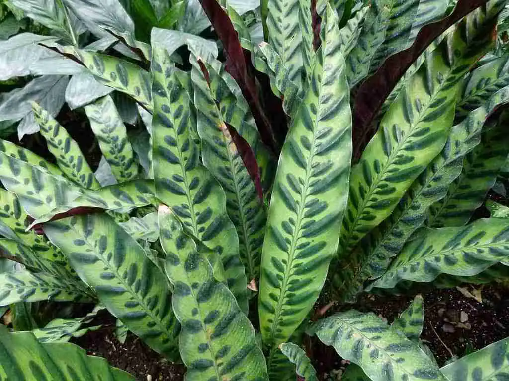 close up of a calathea rattlesnake plant in a border