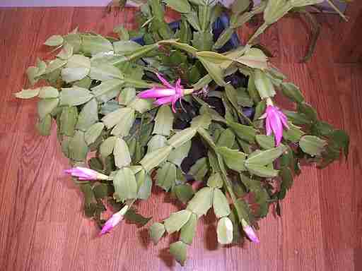 overhead shot of a flowering christmas cactus adorned with pink flowers