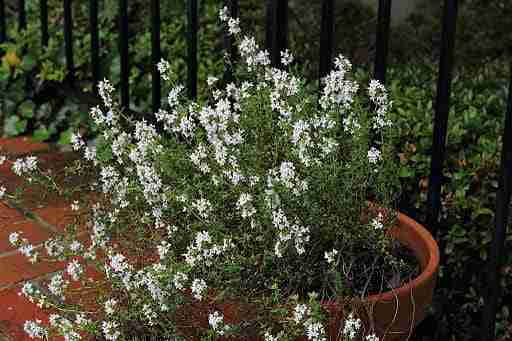 a close up of a pot of flowering thyme