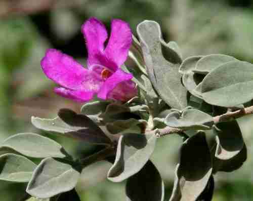 close up of a sprig of blooming purple sage flower