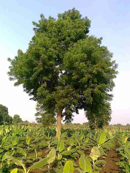 a neem tree in a field