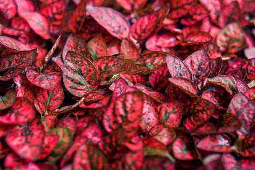 close up of a polka dot plant