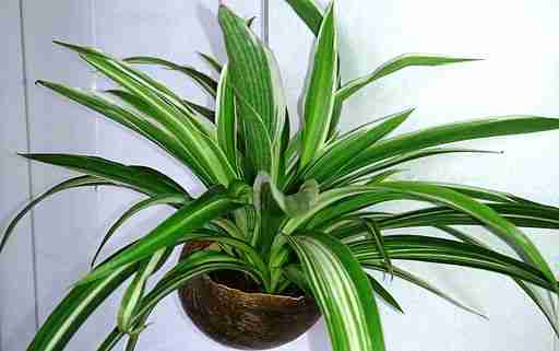 a spider plant in a coconut shell