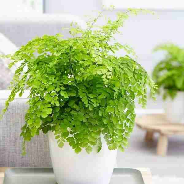 a pot of maidenhair fern on a side table