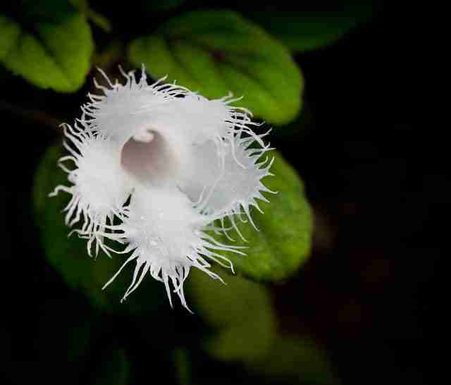 Close up of a white alsobia flower