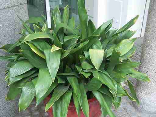 a potted aspidistra