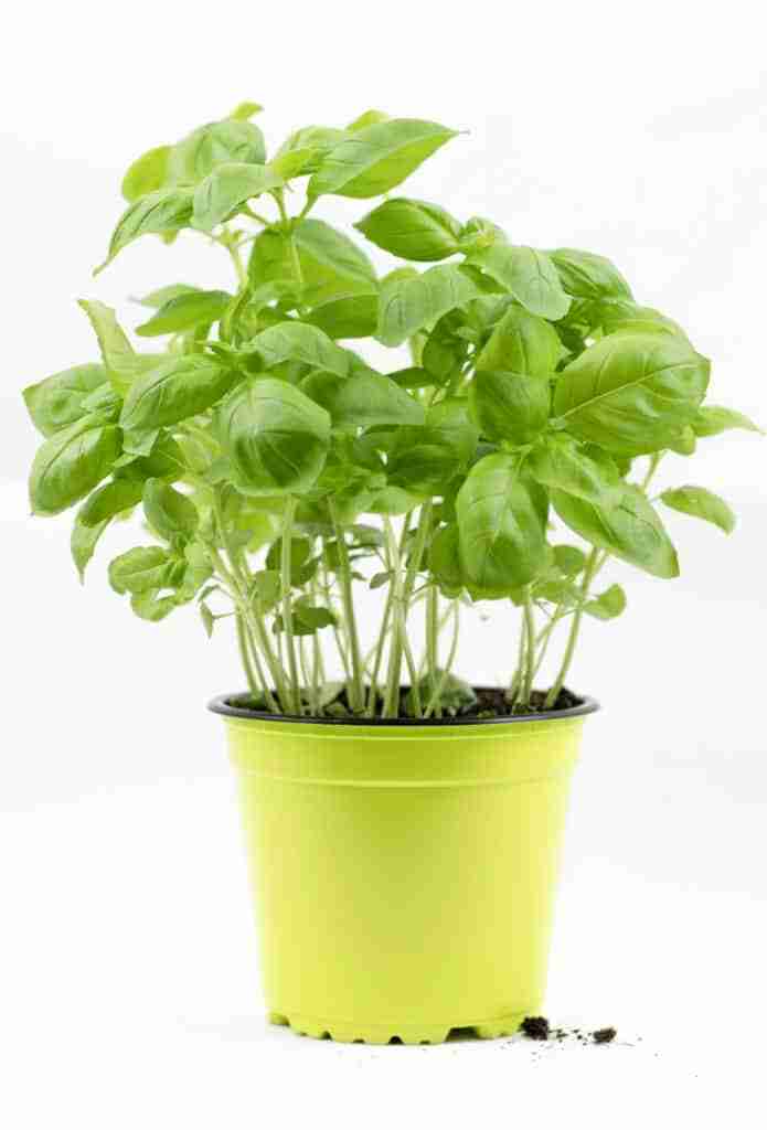 a pot of basil