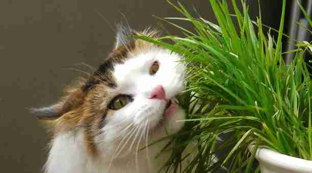 close up of a cat eating potted cat grass