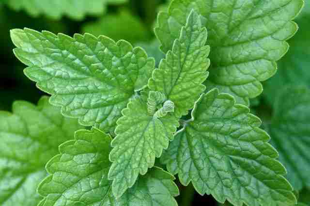 a close up of a sprig of catnip