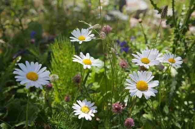 chamomile flowers blooming in a meadow on a sunny day. natural flea remedy for cats, how to get rid of fleas on cats naturally.