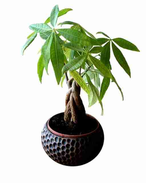 a potted money tree on white background