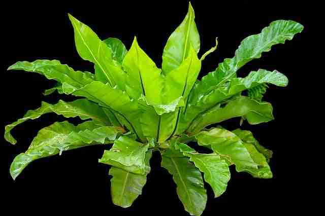 a low light cat safe house plant, birds nest fern on black background